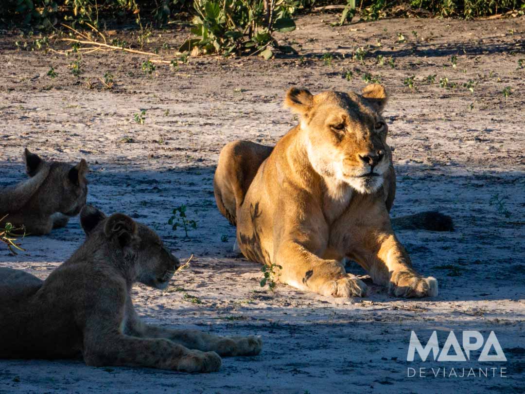 África Botsuana Chobe Safári Big 5
