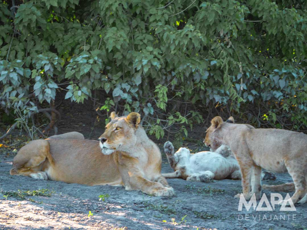 África Botsuana Chobe National park Kasabe Maun Okavango Delta Elefantes Leão Leopardo Rinoceronte Girafa Bufalo Hipopotamo Big 5 África