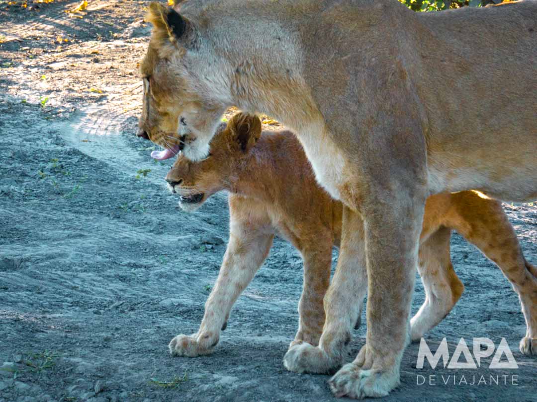África Botsuana Chobe National park Kasabe Maun Okavango Delta Elefantes Leão Leopardo Rinoceronte Girafa Bufalo Hipopotamo Big 5 África