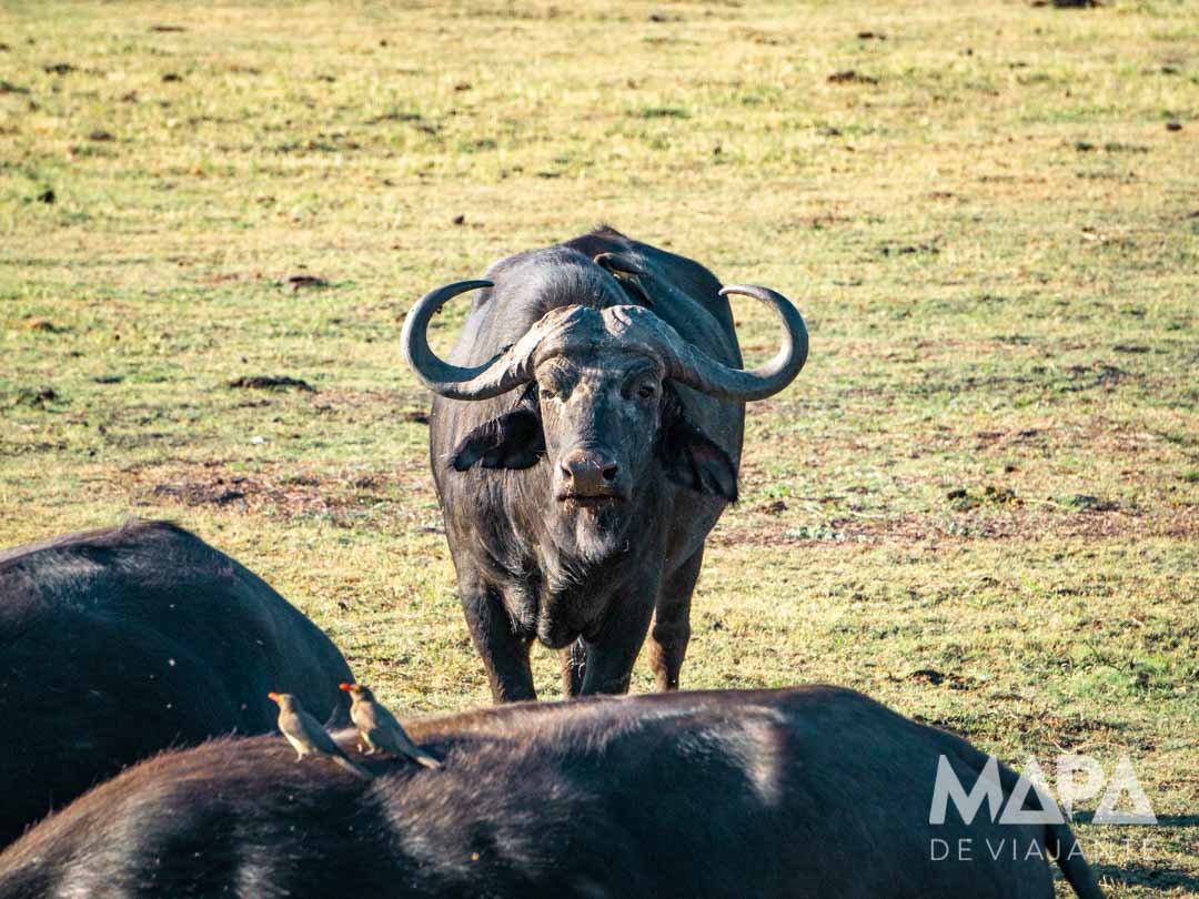 África Botsuana Chobe National park Kasabe Maun Okavango Delta Elefantes Leão Leopardo Rinoceronte Girafa Bufalo Hipopotamo Big 5 África