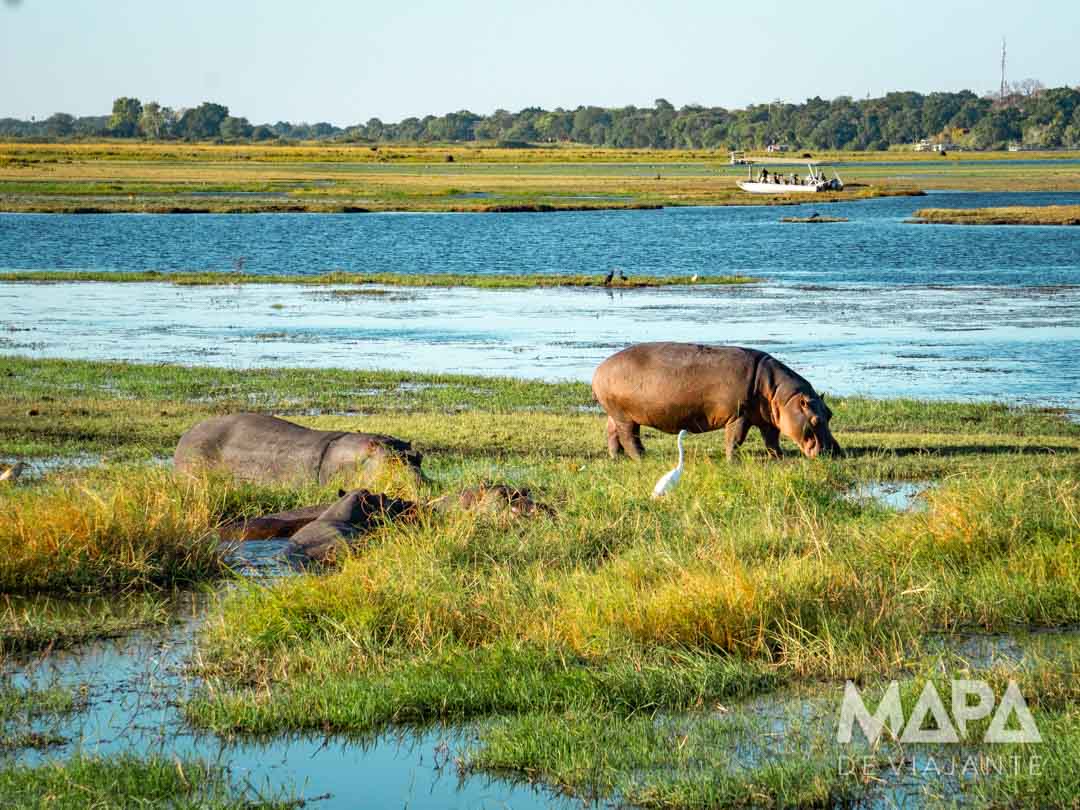 África Botsuana Chobe National park Kasabe Maun Okavango Delta Elefantes Leão Leopardo Rinoceronte Girafa Bufalo Hipopotamo Big 5 África