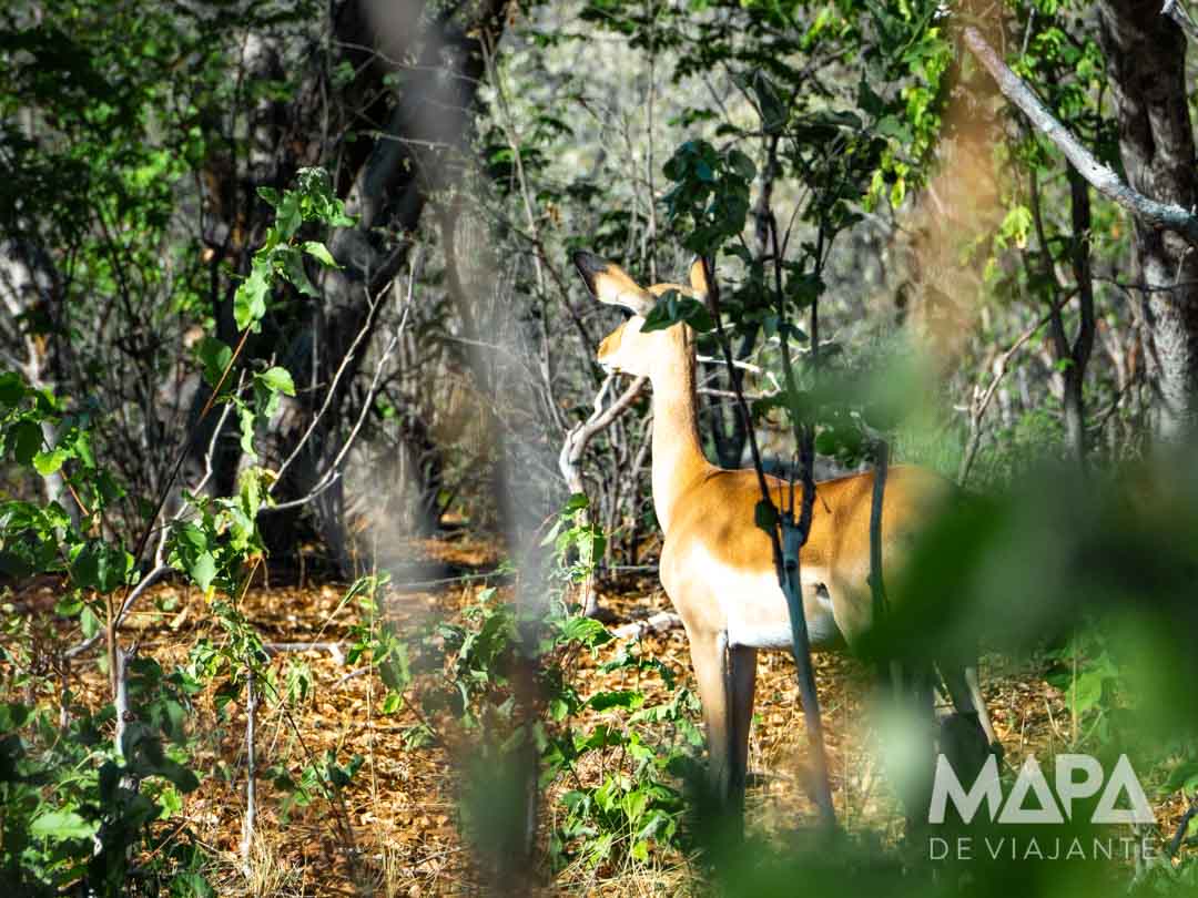 Quando ir clima temperatura Botsuana Chobe National park Kasabe Maun Okavango Delta Elefantes Leão Leopardo Rinoceronte Girafa Bufalo Hipopotamo Big 5 África