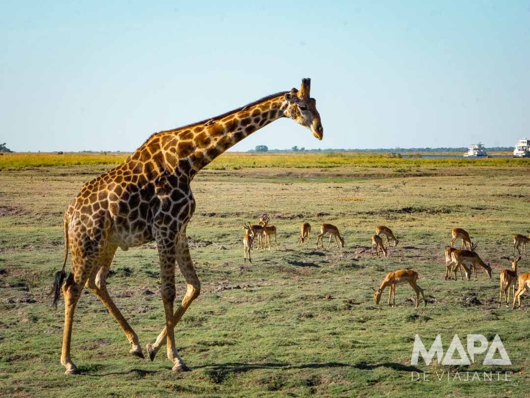 África Botsuana Chobe National park Kasabe Maun Okavango Delta Elefantes Leão Leopardo Rinoceronte Girafa Bufalo Hipopotamo Big 5 África