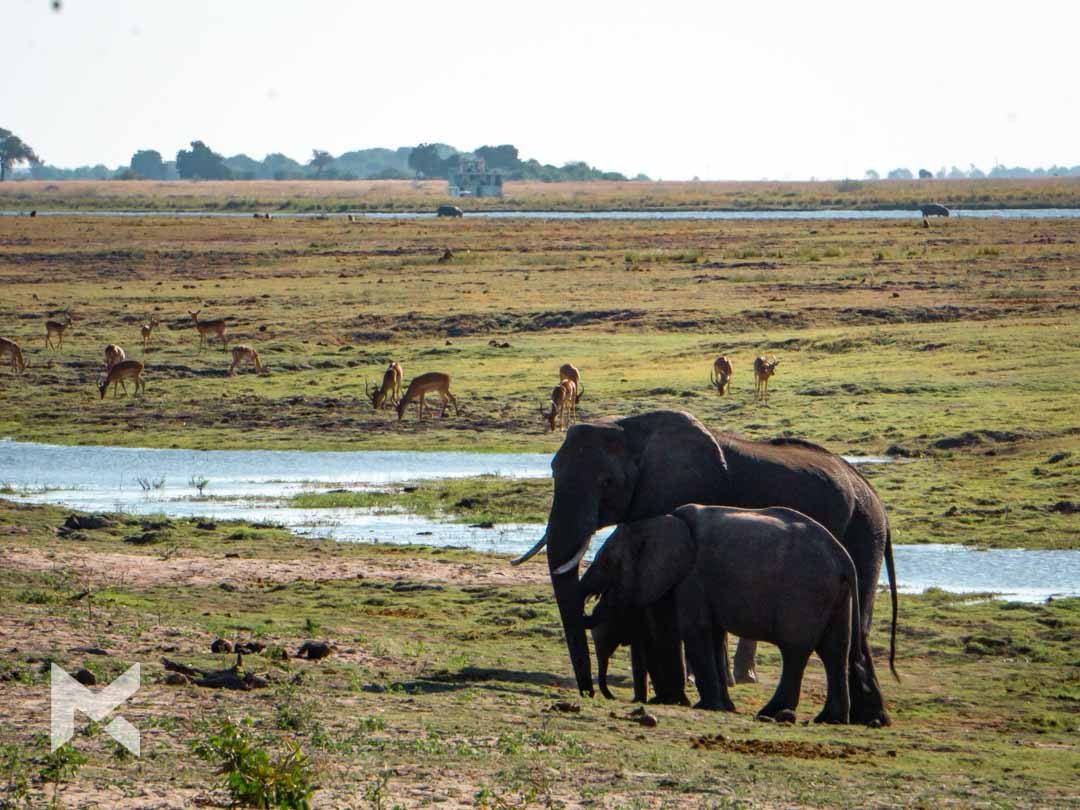 África O que fazer Roteiro Botsuana Chobe Okavango Delta Big 5