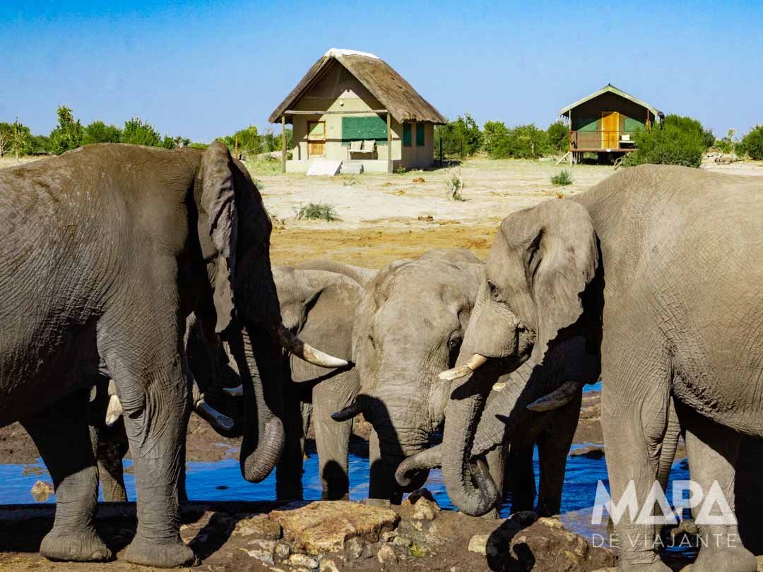 África Botsuana Elephant Sands Safari Big 5 Elefantes Africanos
