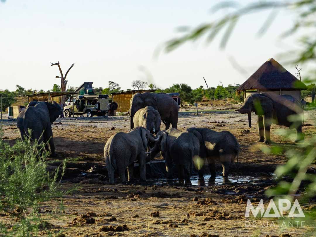 África Botsuana Elephant Sands Safari Big 5 Elefantes Africanos