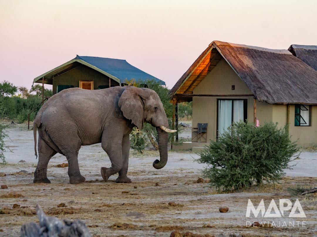 África Botsuana Elephant Sands Safari Big 5 Elefantes Africanos