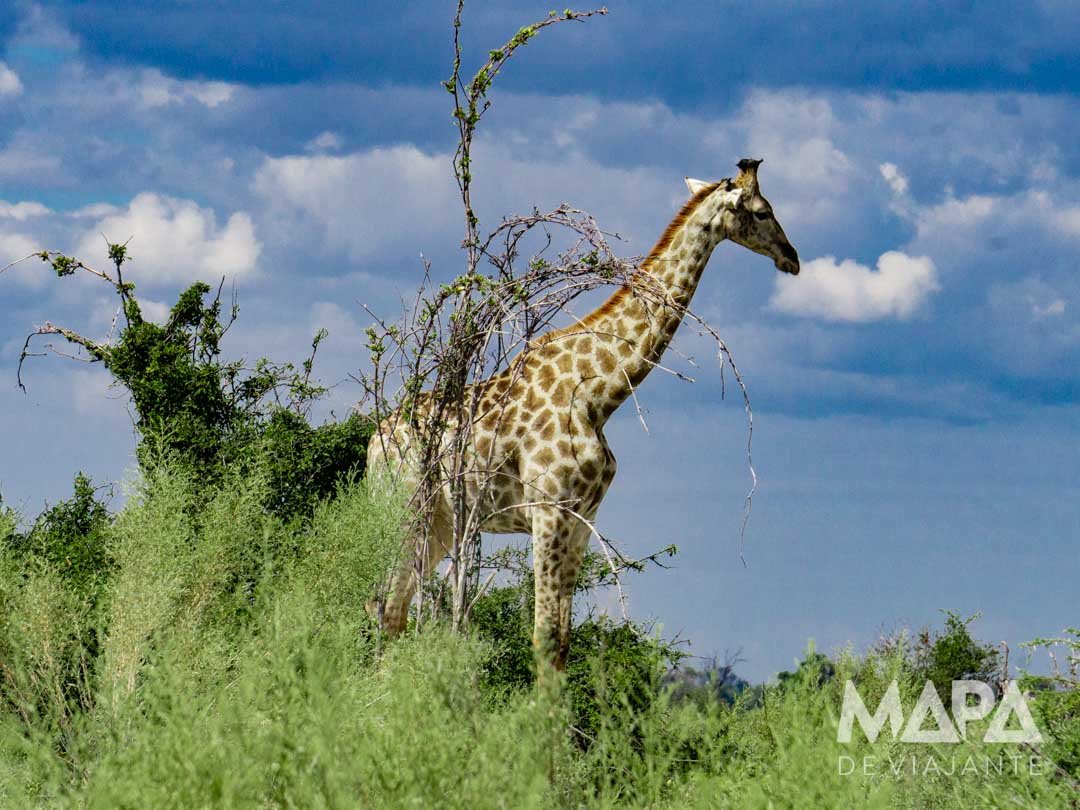 África Botsuana Maun Okavango Delta Big 5 Safari moroko