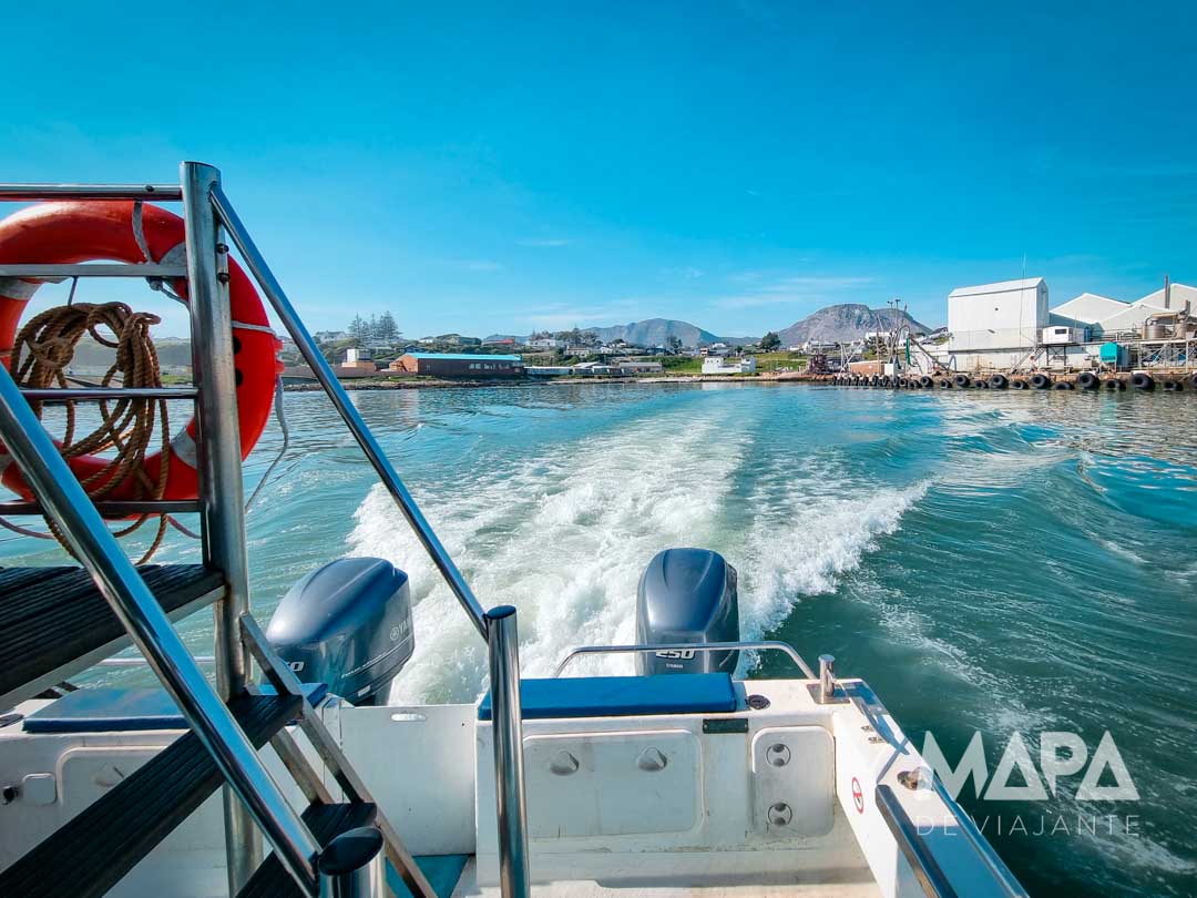 Safari Marinho Mossel Bay Hermanus Gansbaai