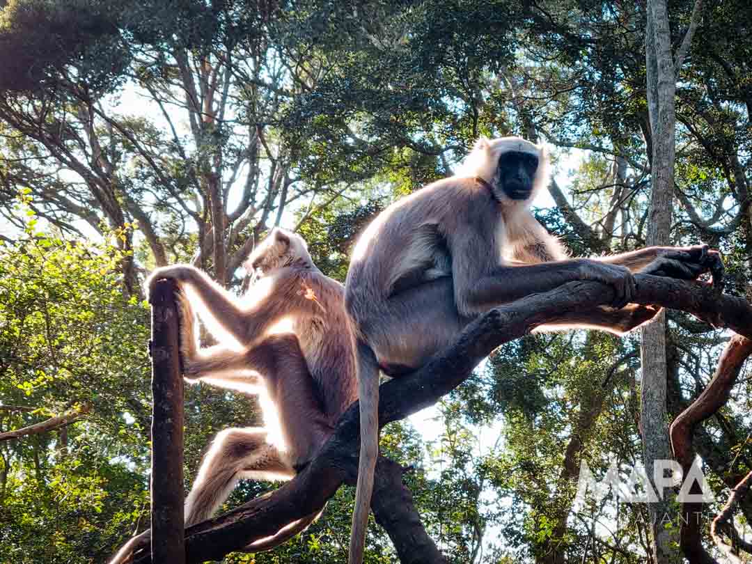 Monkeyland Garden Route Port Elizabeth Cidade do Cabo O que fazer roteiro