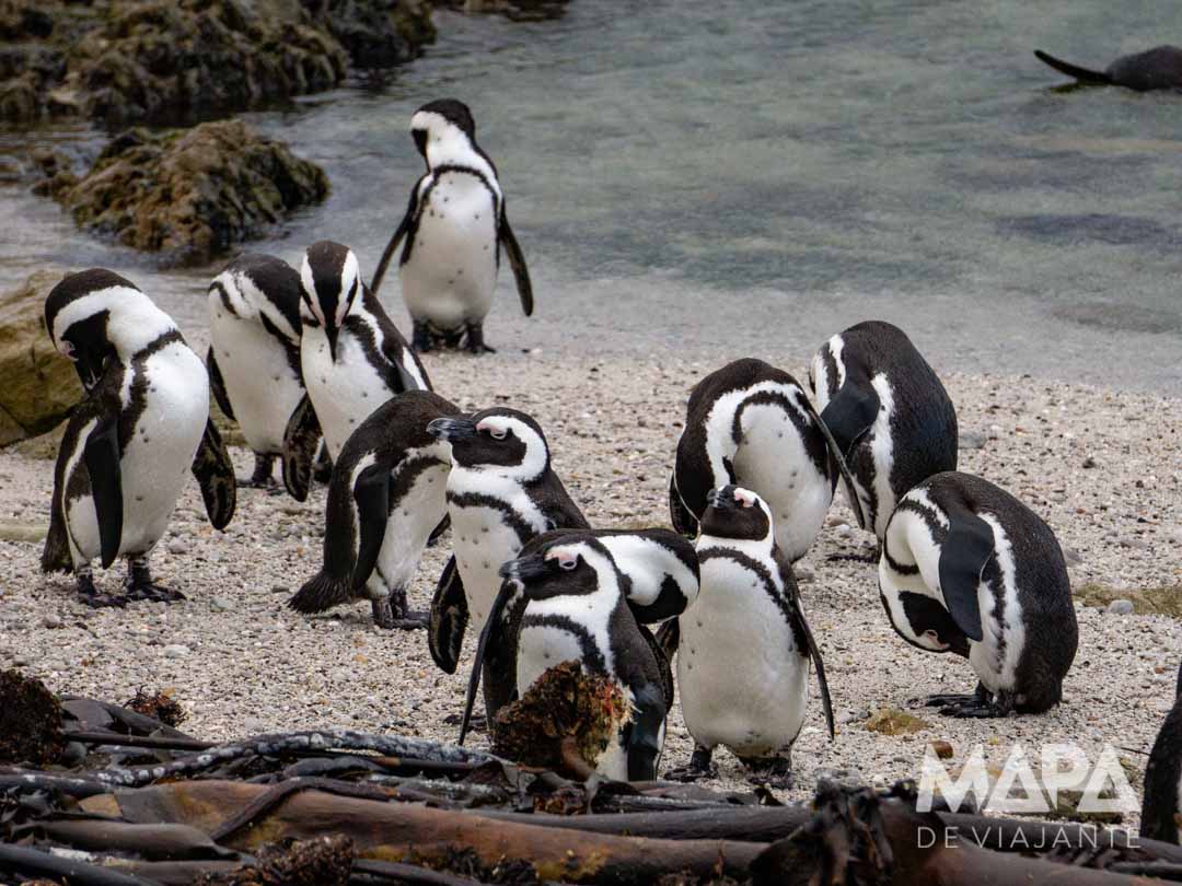 Roteiro Dicas O que fazer África do Sul Cidade do Cabo Johanesburgo Garden Route Kruger pinguins Boulders Beach Bettys Bay