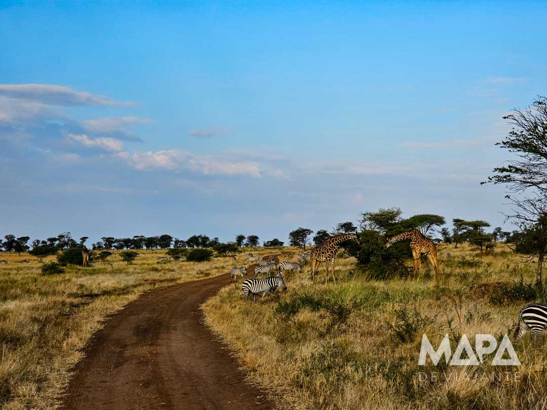 Nyota Luxury Camp Lion King Adventures Safari Big 5 Arusha Tanzânia Serengeti Ngorongoro Lake Manyara Tarangire