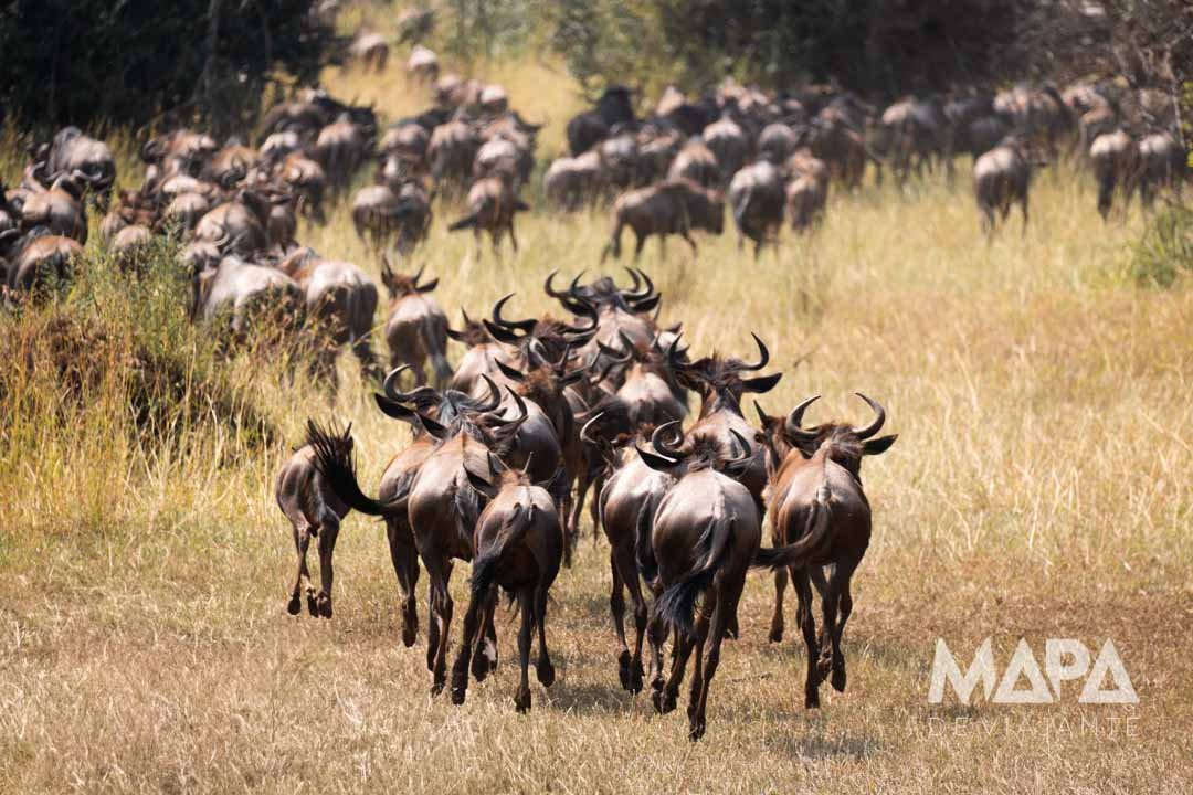 Nyota Luxury Camp Lion King Adventures Safari Big 5 Arusha Tanzânia Serengeti Ngorongoro Lake Manyara Tarangire