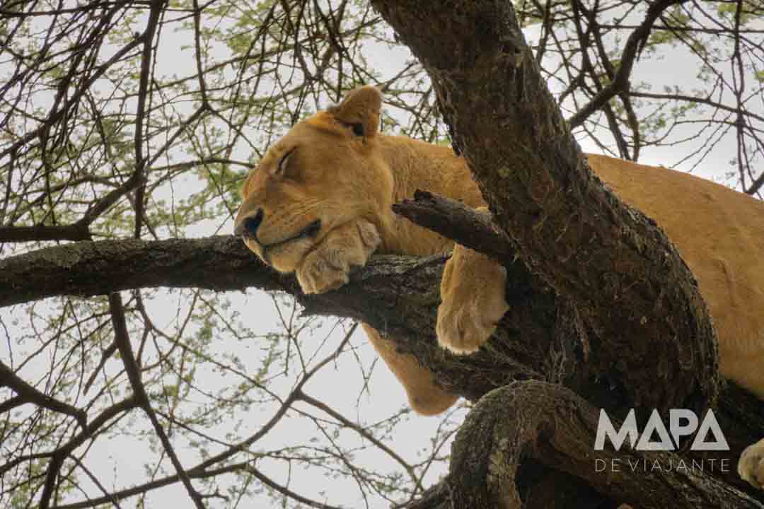 Nyota Luxury Camp Lion King Adventures Safari Big 5 Arusha Tanzânia Serengeti Ngorongoro Lake Manyara Tarangire