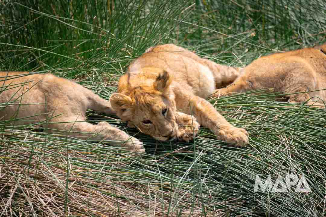 Parque Nacional Serengeti Migração Gnu Great Migration Quando ir Tanzânia Big 5 Felinos Leão Leopardo Cheetah
