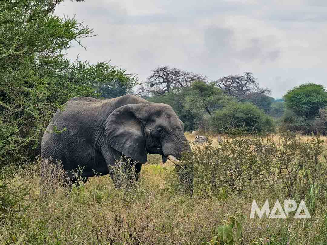 Parque Nacional Tarangire Elefantes Baobás Arusha Safari Big 5