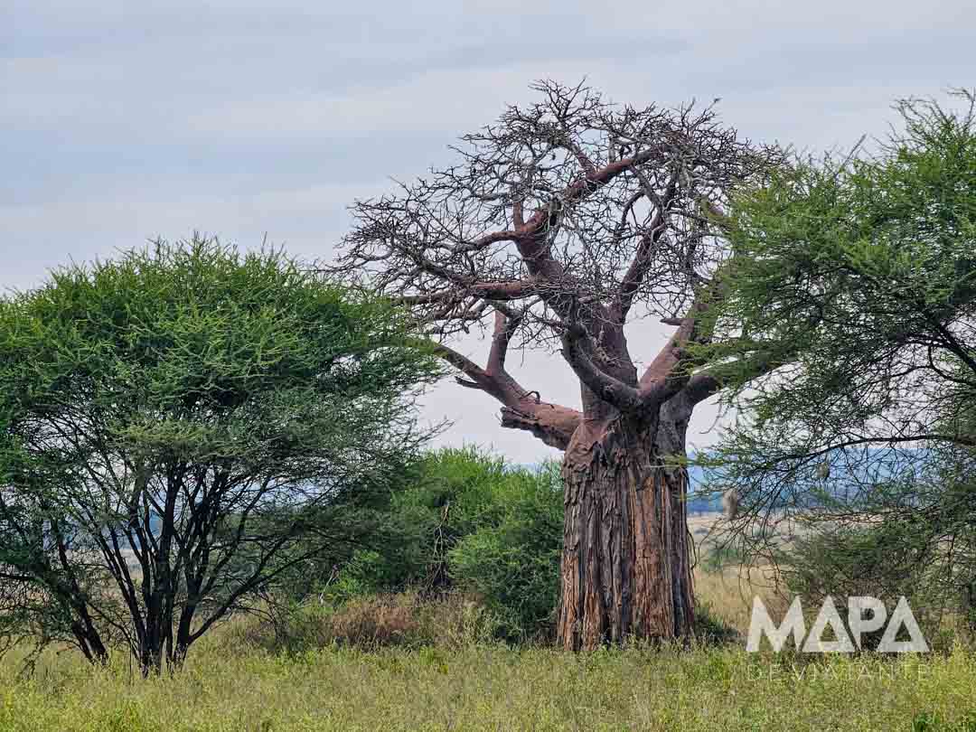 Parque Nacional Tarangire Elefantes Baobás Arusha Safari Big 5