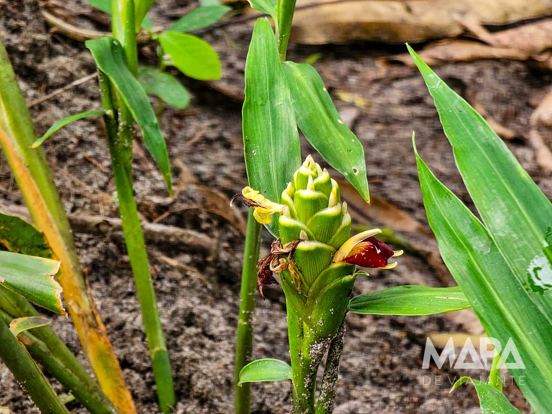 KV Spice Farm Jambiani Paje Kuza Cave Jozani Forest O que fazer