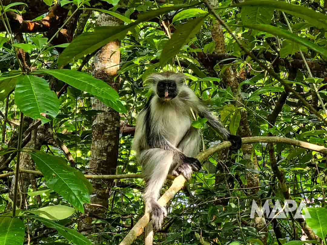 KV Spice Farm Jambiani Paje Kuza Cave Jozani Forest O que fazer Macado Colobus Vermelho