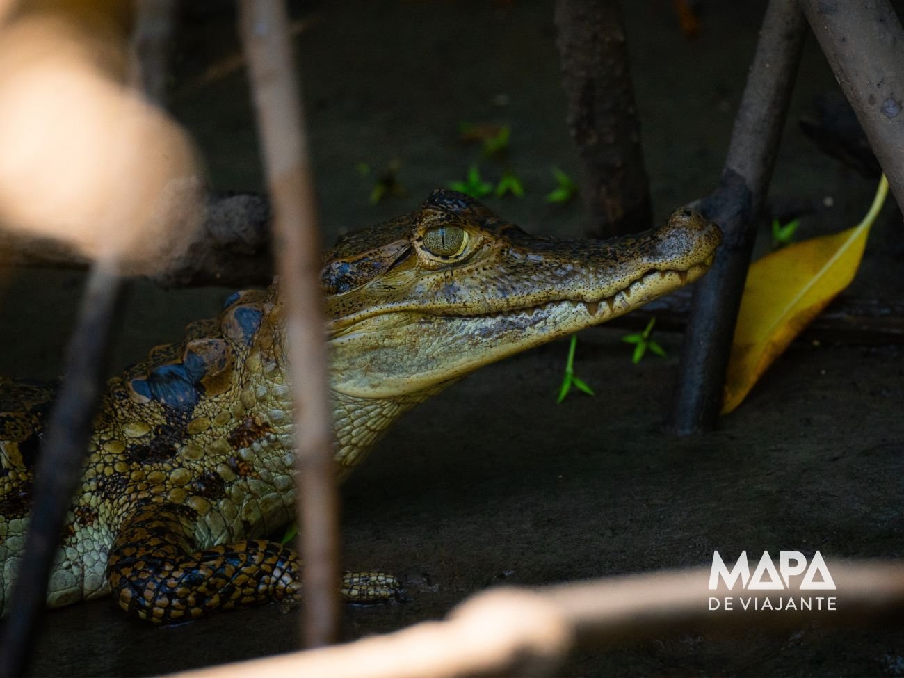 Delta do parnaíba Revoada dos Guarás Piauí Biodiversidade Nordeste Bioma