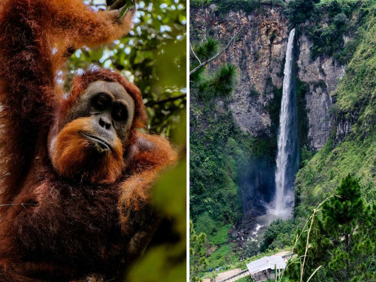 Sumatra Indonésia Orangotangos