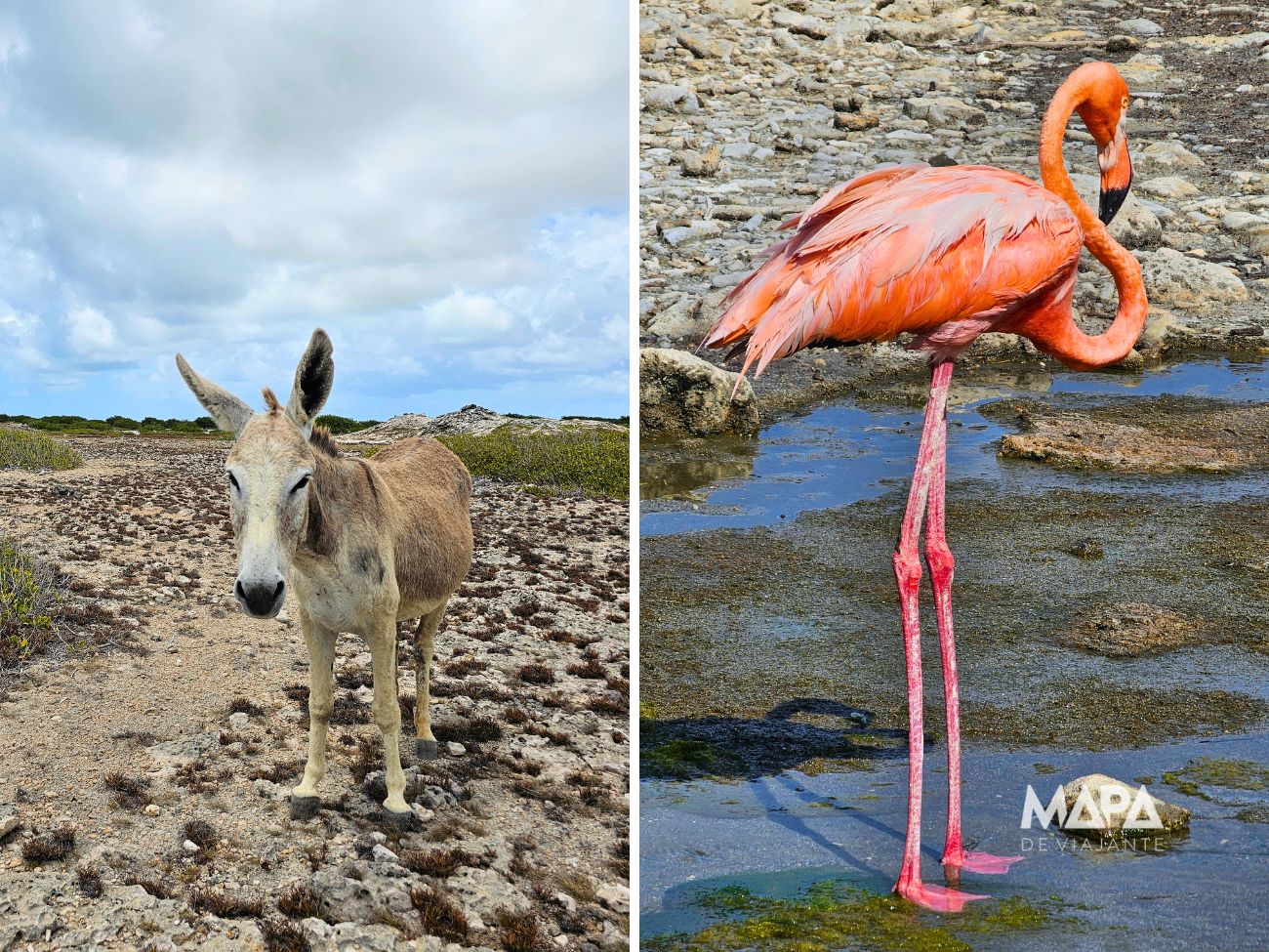 Aruba Flamingos onde ver Burros santuário