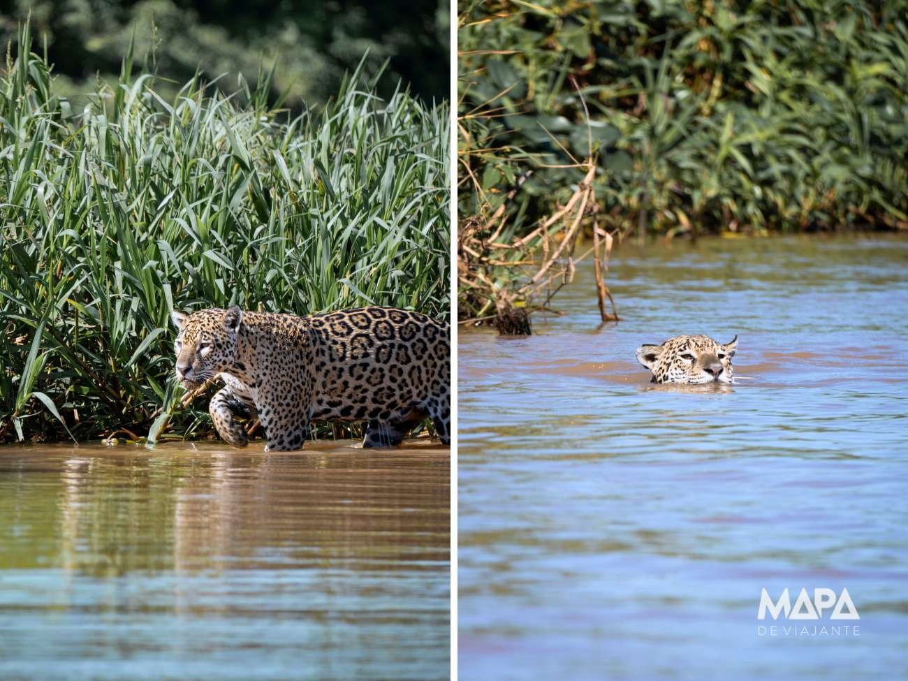 Onde ver Onça Pintada Pantanal Mato Grosso Jaguar Safari Porto Jofre Poconé Roteiro O que fazer